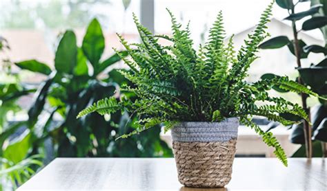 浴室除臭植物|這些植物養在浴室活得更好 還能去濕除臭 